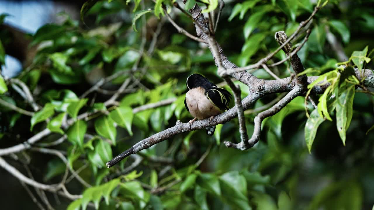 Perched Black-and-yellow broadbill Bird In A Tree Branches. Close-up Shot