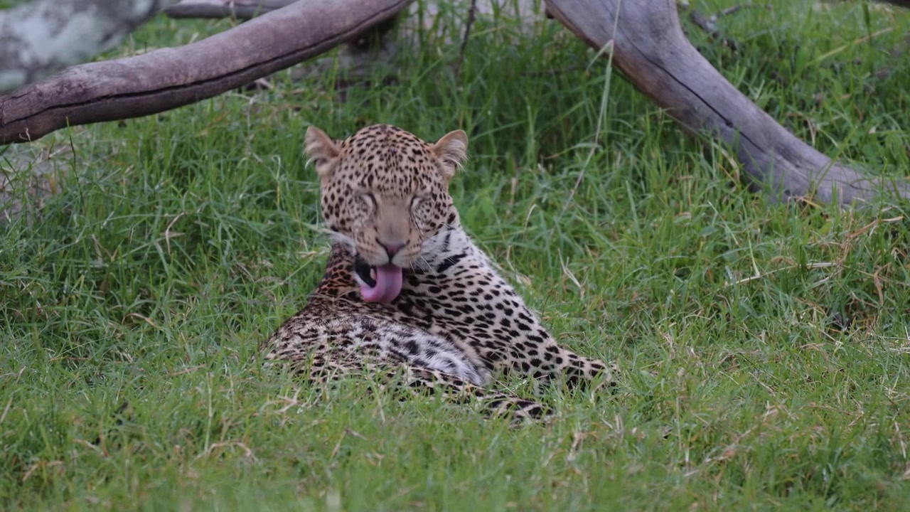 Leopard Grooming, Licking and Cleaning Itself, Predator on African Wildlife Safari in Kenya, Safari Animals in Africa