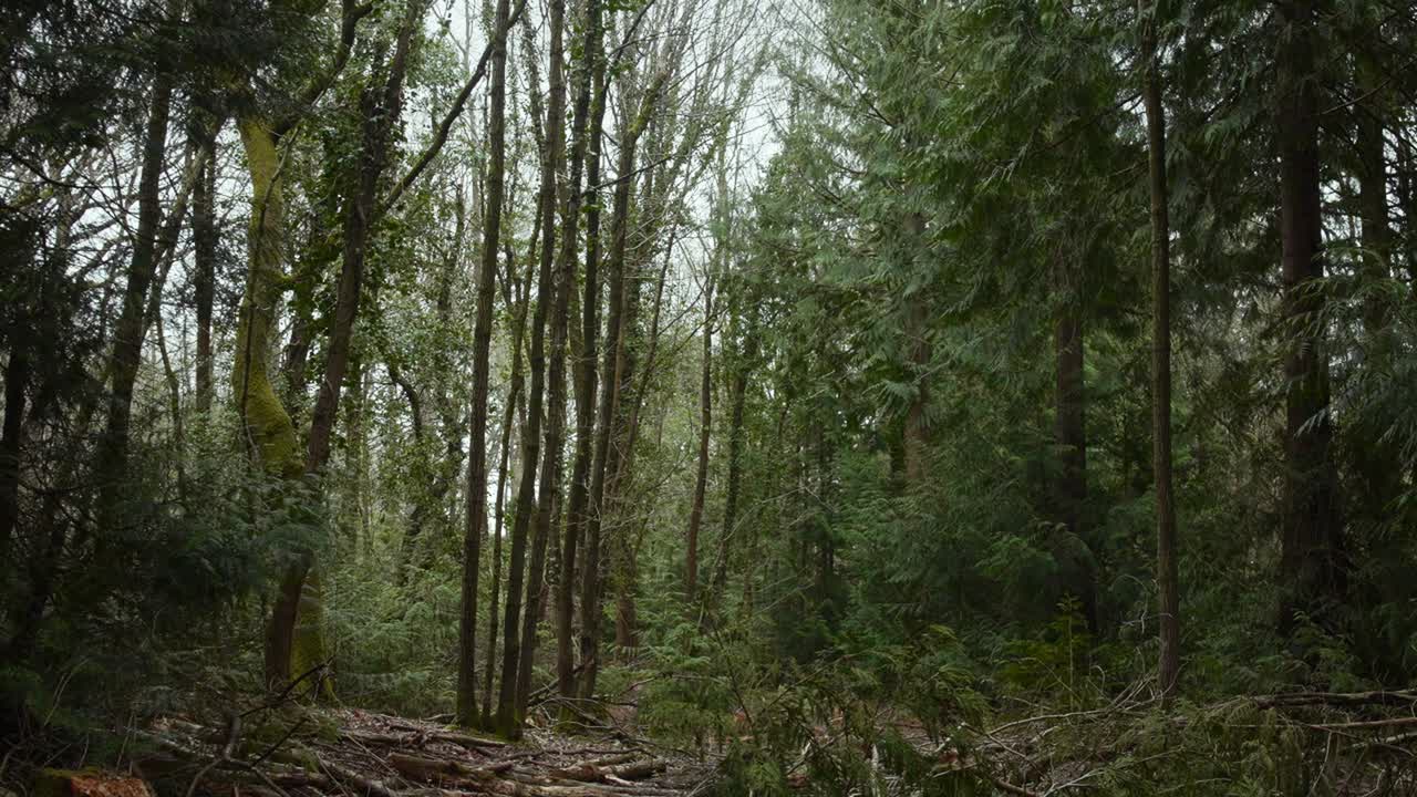 Una tranquilla scena forestale con alti alberi sempreverdi e sottobosco coperto di muschio. Perfetto per documentari sulla natura o immagini di sfondo rilassanti.