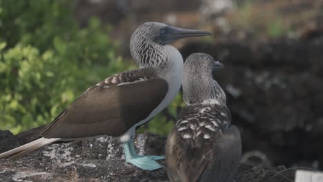 a beautiful video featuring a pair of blue-footed boobies interacting on a rocky outcrop in the galápagos islands, ecuador.