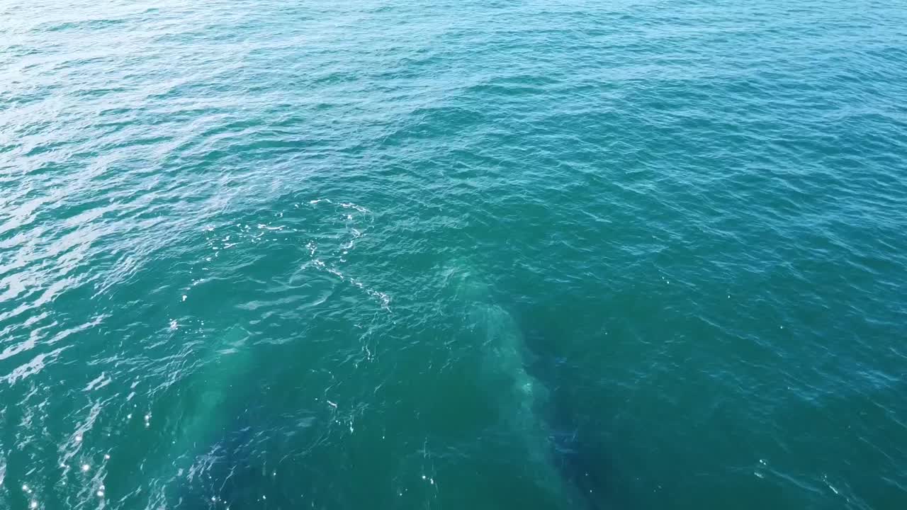 Coppia di balene grigie che nuotano sott'acqua