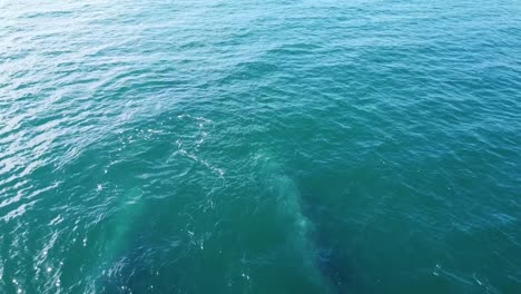 Un-Par-De-Ballenas-Grises-Nadando-Bajo-El-Agua.