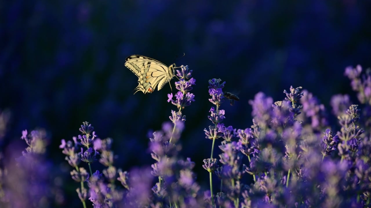 Farfalla a coda di rondine che beve nettare dalla lavanda viola, favorendo l'impollinazione del campo.