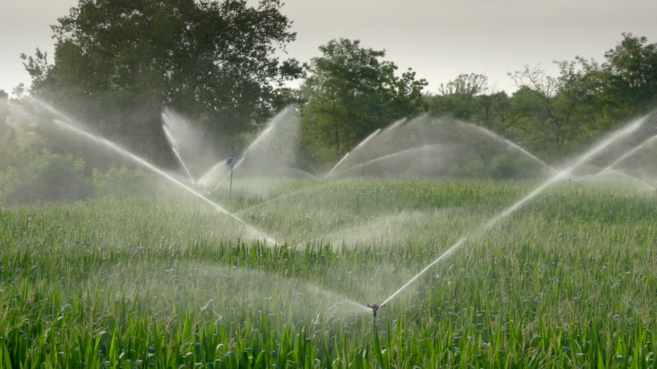 rociadores regando el campo al amanecer
