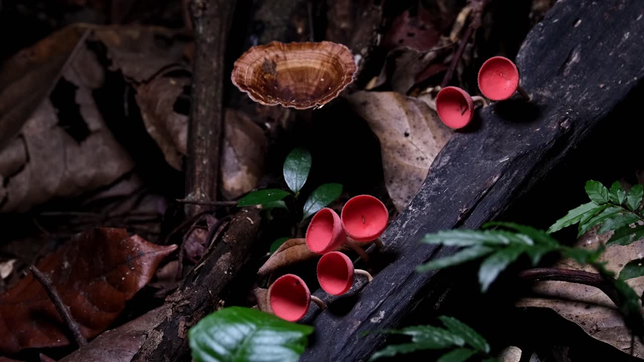 visto en lo profundo del suelo del bosque mientras la cámara hace zoom, hongos de taza roja o setas de champán cookeina sulcipes, tailandia