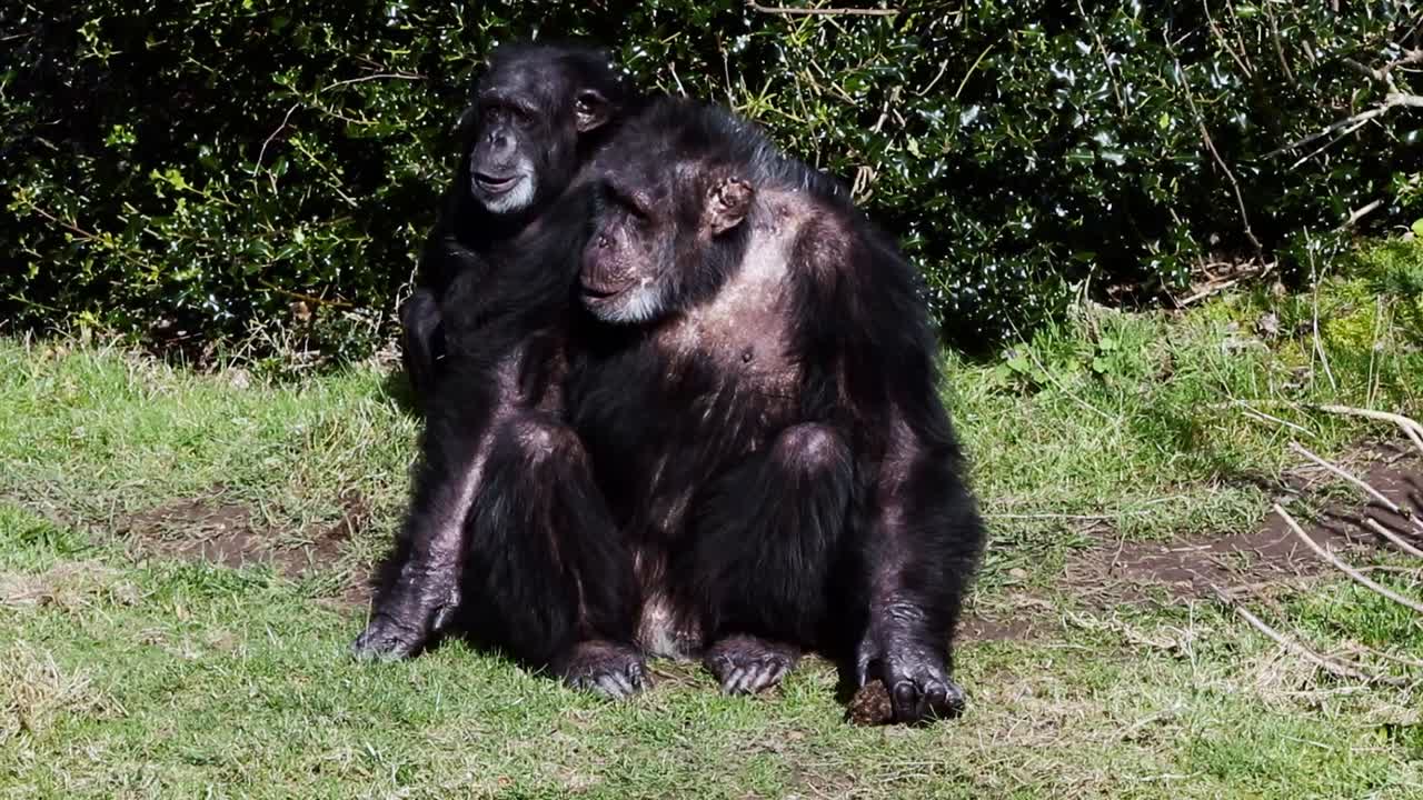 chimpancé sentado, luego se da cuenta de que algo toma una piedra