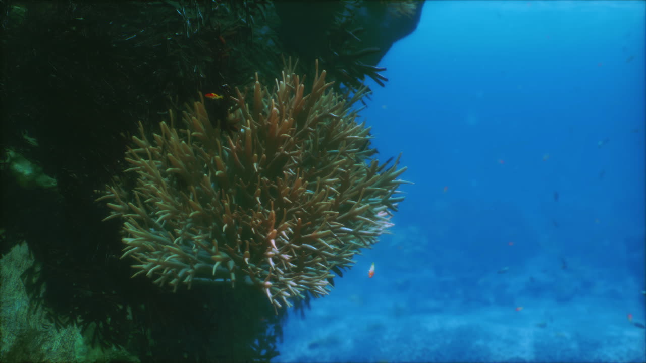 Exploring a vibrant underwater world with coral and colorful fish