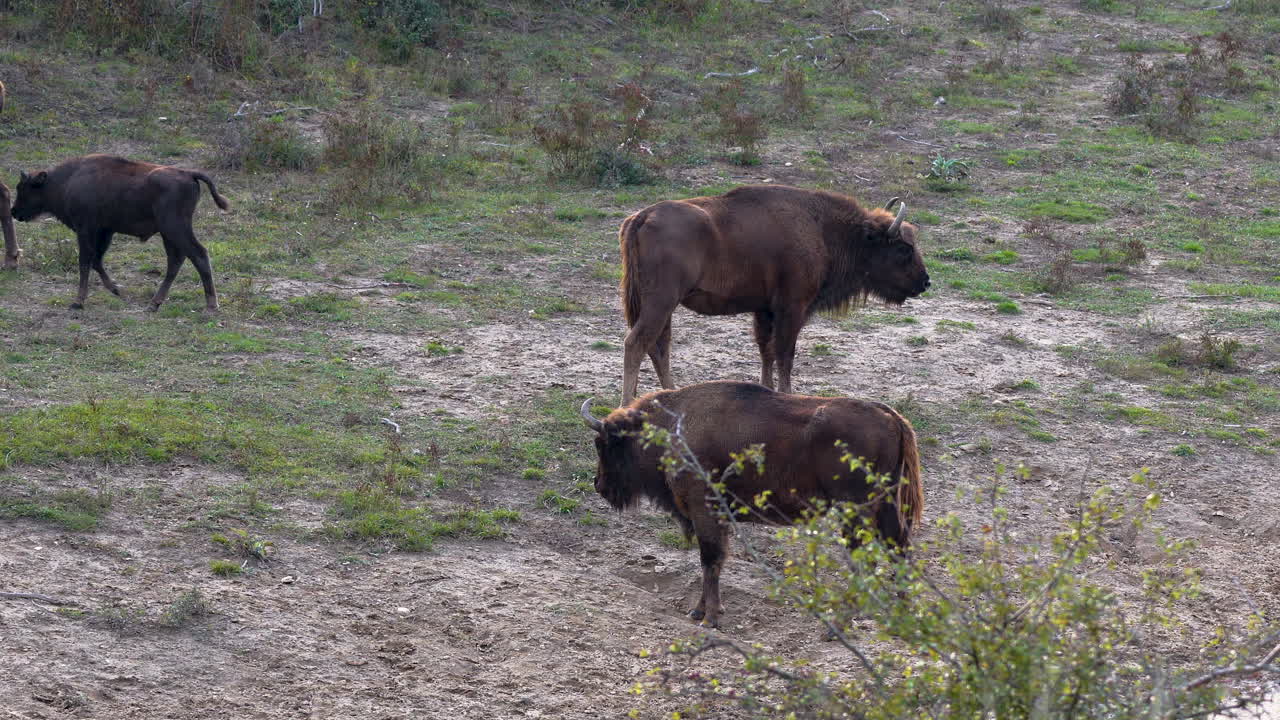 manada de bisontes europeos bonasus pastando en una estepa fangosa, chequia