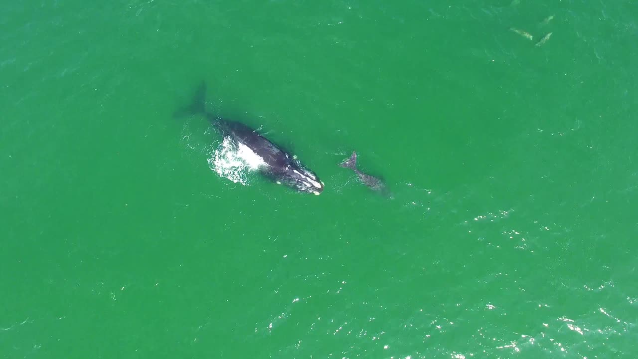 큰돌고래와 함께 수영하는 북대서양 참고래 어미와 송아지 위의 공중