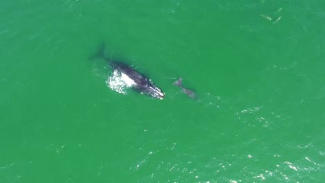 Antenne-über-Einer-Nordatlantik-Glattwalmutter-Und-Einem-Kalb,-Das-Mit-Tümmlern-Schwimmt