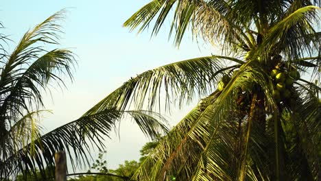 cocos verdes frescos en la palmera en un día cálido y soleado
