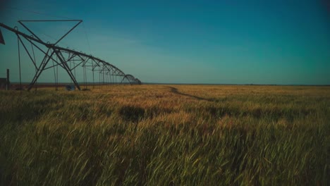 wheat blowing in the wind at sunset near irrigation with the background out of focus