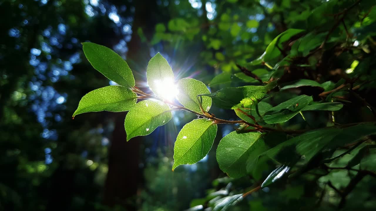 A Glimpse of Nature's Beauty: Sunlight Filtering Through Lush Green Leaves, Creating a Dazzling Display of Light and Shadow in a Serene Forest Setting