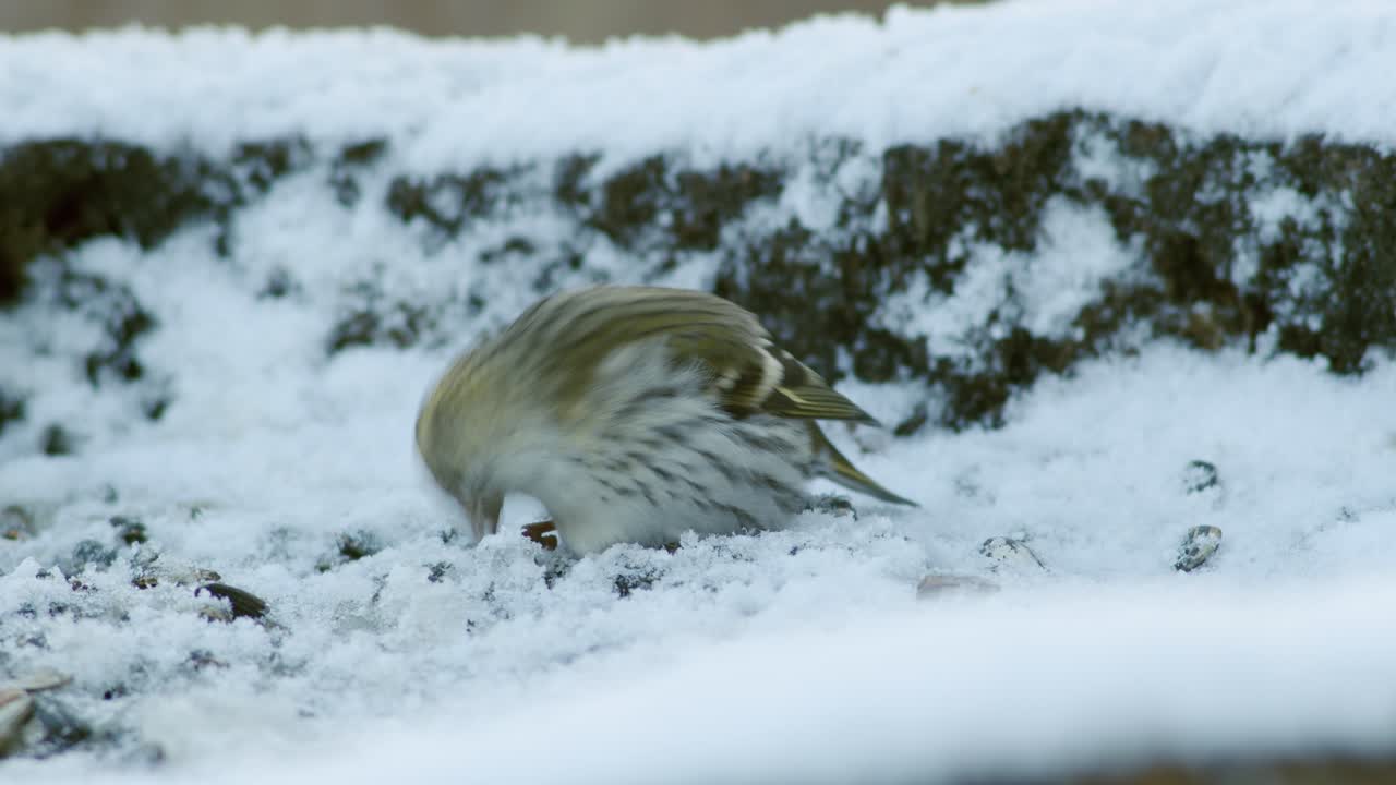 해바라기 씨를 먹는 겨울 새 모이통의 유라시아 검은콩