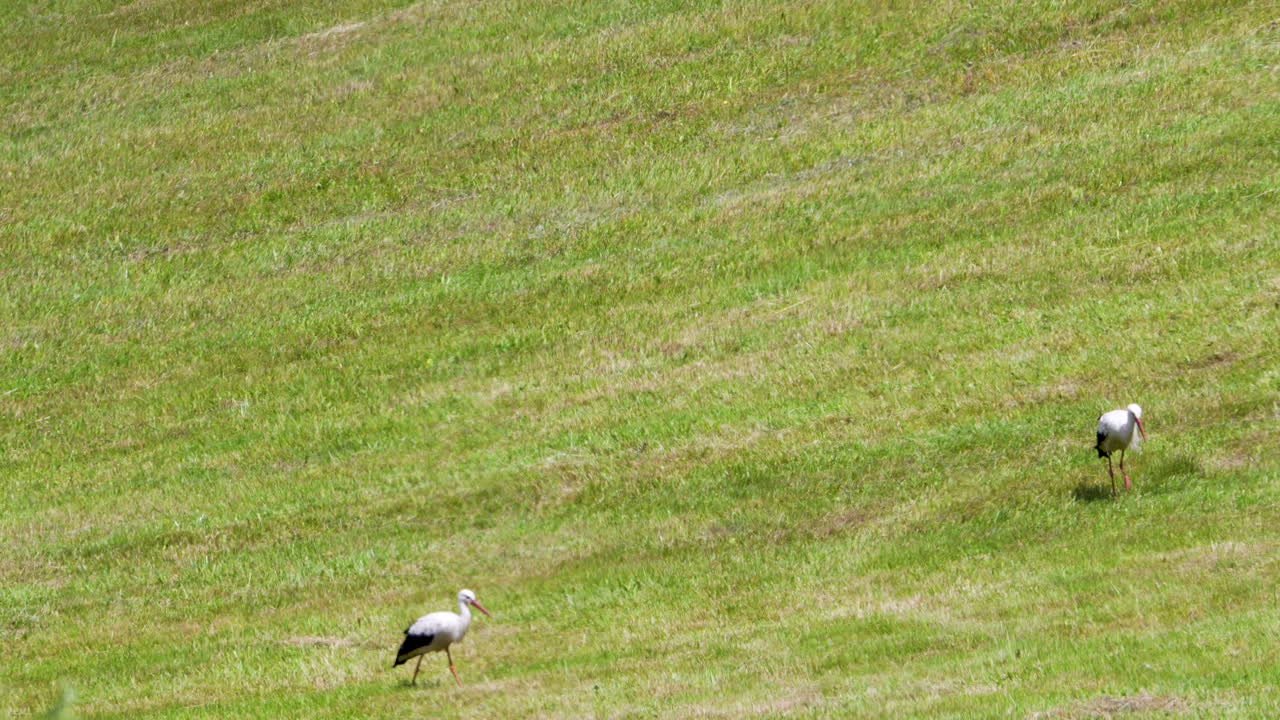 Two white storks foraging in a grassy sloped field under sunny midday light.