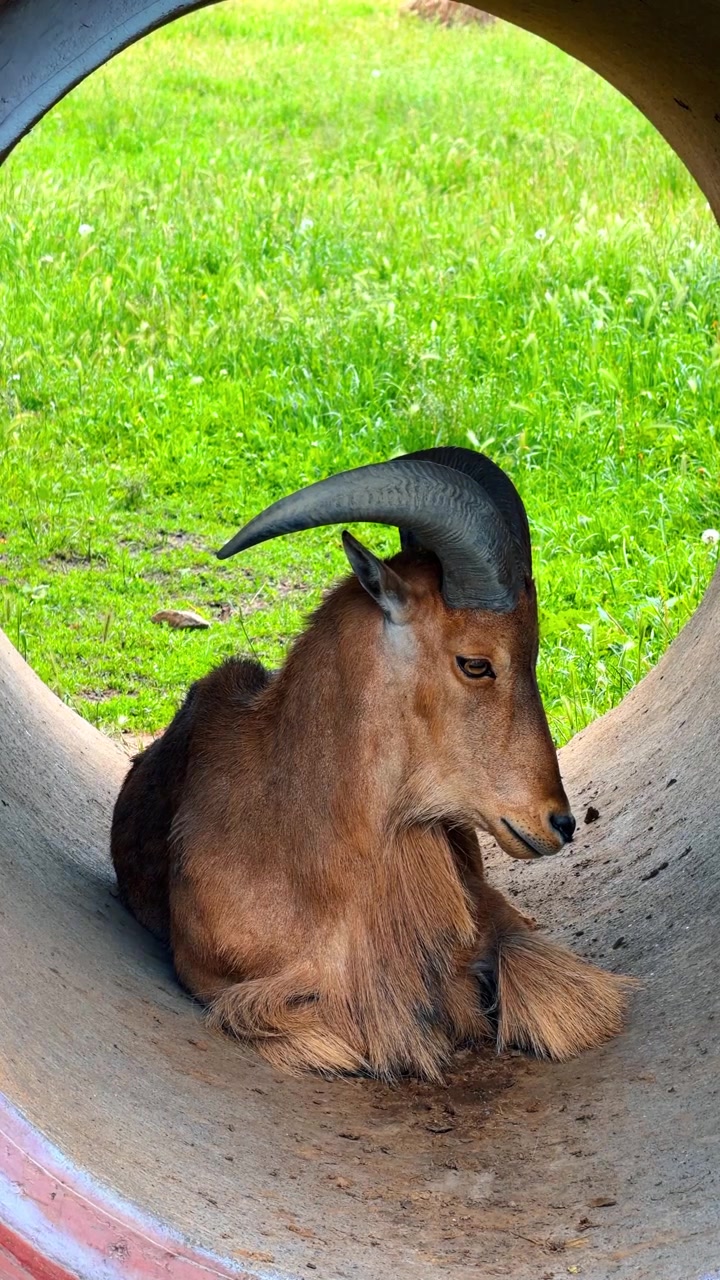 Ammotrago che riposa all'interno di un tunnel di tubi di cemento. Ammotrago marrone con lunghe corna ricurve sdraiato all'interno di una struttura con erba verde sullo sfondo