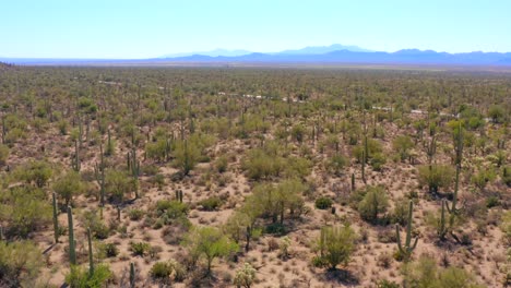 antena 4k de paisaje desértico con cactus en el parque nacional saguaro, por tucson, arizona, estados unidos