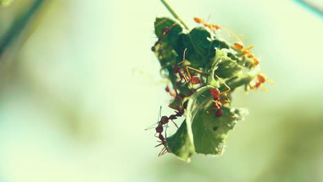 weaver ants or green ants also known as genus oecophylla building a colony on a hanging leaves