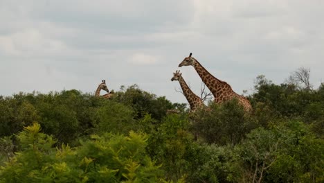 giraffe standing tall amongst the trees