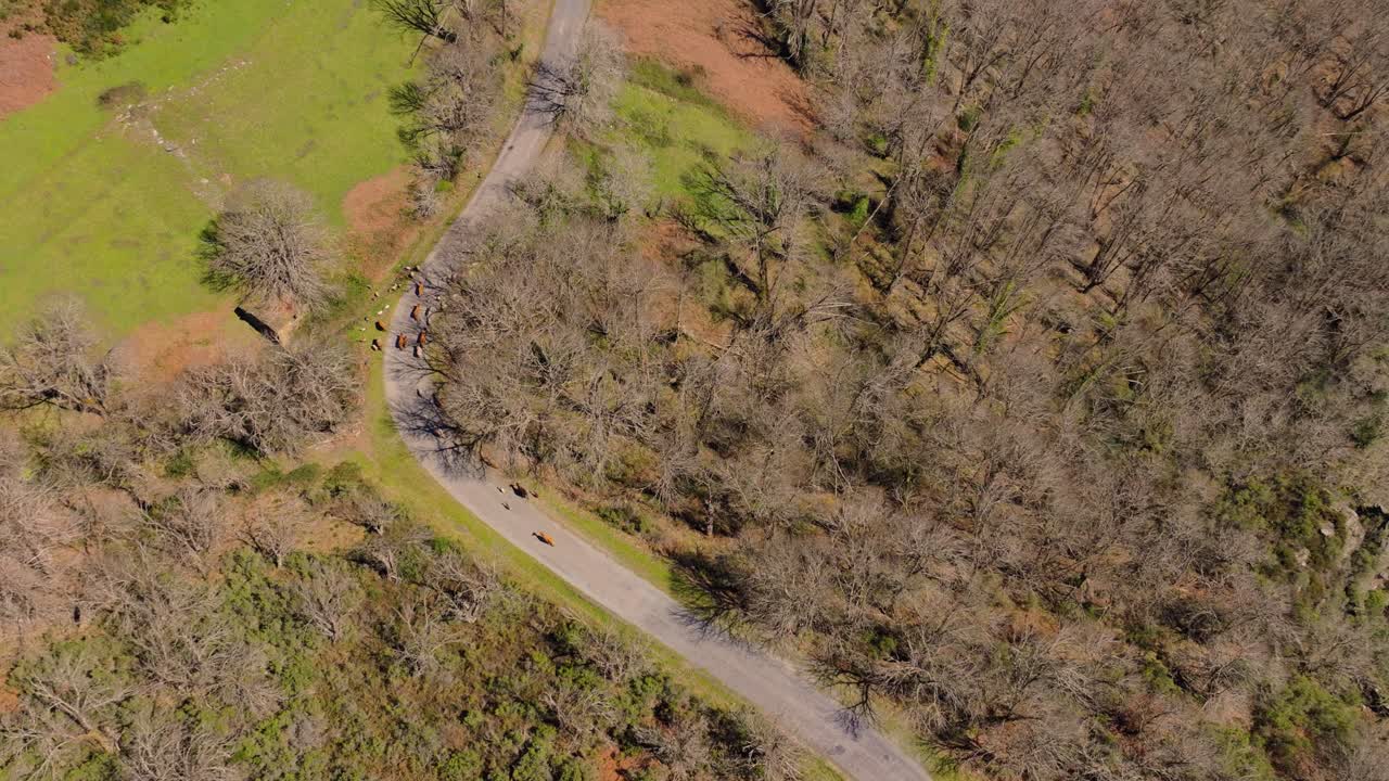 Farm Animals Crossing The Sunny Roads Near Mountains In Casela, Samos, Spain. Aerial Drone Shot