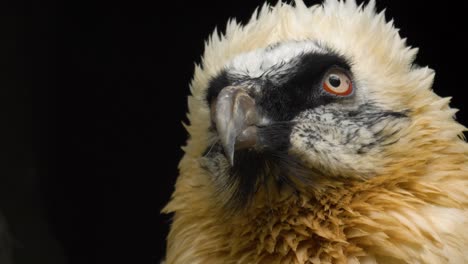 bearded vulture  with a black background. close-up portrait