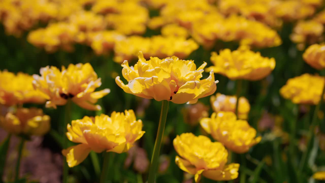 Tulipani giallo brillante sbocciano in un campo sfocato. La luce del sole mette in risalto i petali, creando un'atmosfera calda e accogliente. I fiori ondeggiano dolcemente nella brezza, offrendo una bellezza naturale e pacifica.
