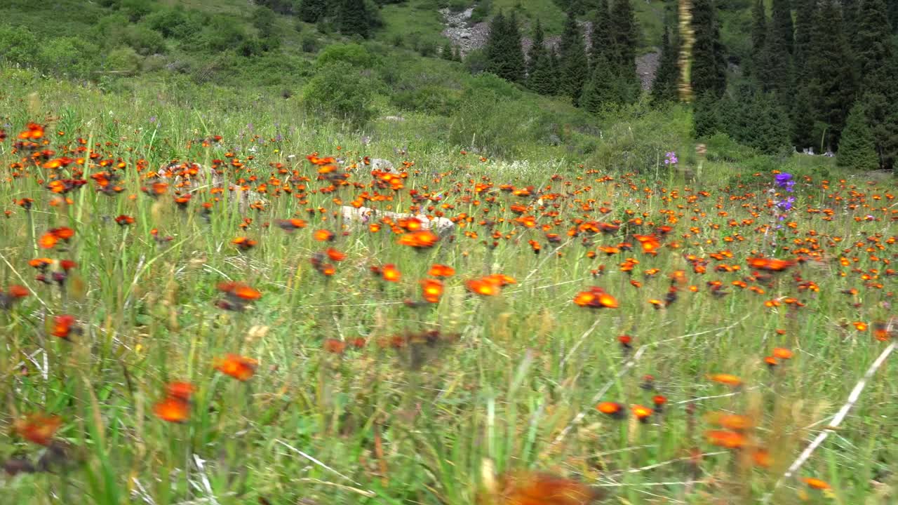 las flores de color rojo naranja crecen en un campo verde