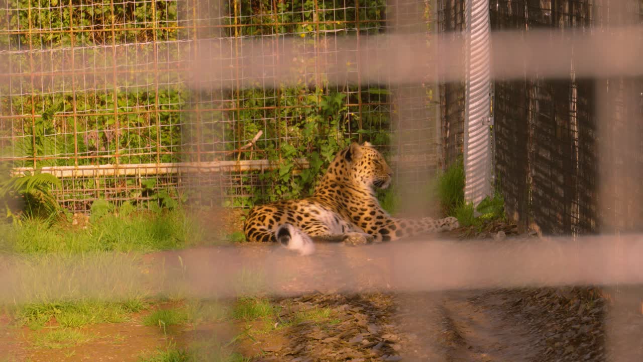 Lone Calm Leopard Resting in Evening Sunlight in Enclosure. African Wildlife Footage of Big Cat 4K