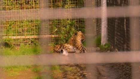 lone calm leopard resting in evening sunlight in enclosure. african wildlife footage of big cat 4k