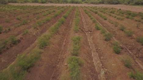 Blick-Von-Einer-Drohne,-Die-An-Einem-Bewölkten-Tag-über-Eine-Plantage-In-Mexiko-Fliegt-Und-Den-Pflanzenlinien-Folgt