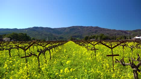 Zoom-Lento-Sobre-Vibrantes-Flores-De-Mostaza-En-Un-Viñedo,-El-Valle-De-Napa,-California