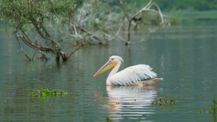 le pélican rose sauvage nage paisiblement dans le lac kerkini, en grèce.