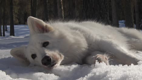 white swiss shepherd dog lies in snowy forest close up and stands up