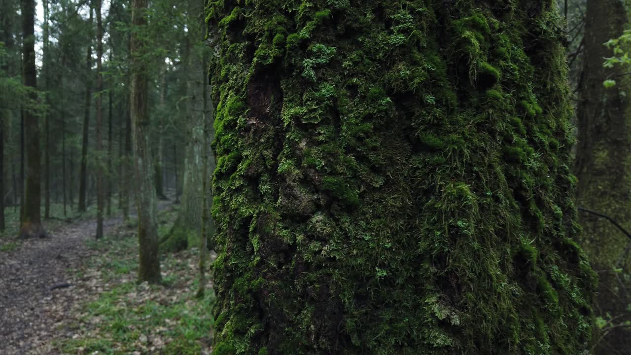 hermoso bosque místico con musgo verde y hermosos rayos de sol con vapor brumoso y lluvia.