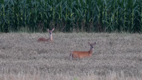 Un-Venado-De-Cola-Blanca-Alimentándose-En-Un-Campo-De-Trigo-A-última-Hora-De-La-Tarde-Después-De-La-Puesta-Del-Sol