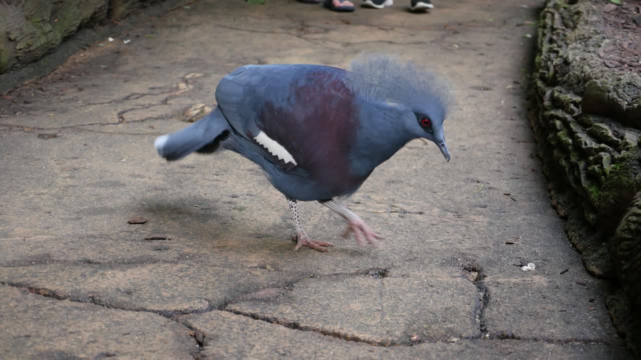 동물원 에 있는 왕관 비둘기