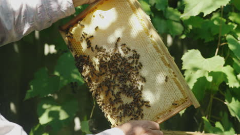 Hände-Des-Imkers-Halten-Einen-Rahmen-Aus-Dem-Bienenstock-Erfährt,-Wie-Viel-Honigbienen-4k-Video-Bringen