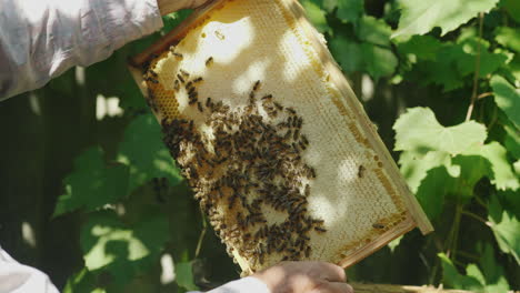 Hands-Of-The-Beekeeper-Keep-A-Frame-From-The-Hive-Learns-How-Much-Honey-Bees-Bring-4k-Video