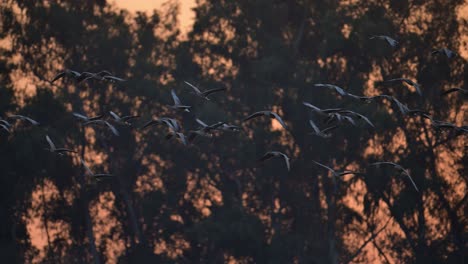 flock of greylag goose flying in sunset