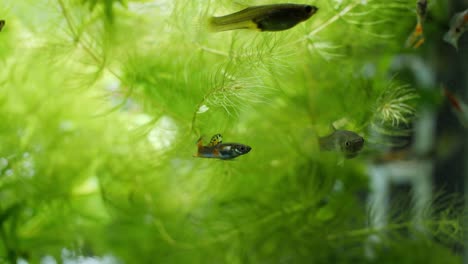 Tight-handheld-static-slow-motion-shot-of-an-aquarium-with-plants-like-Ceratophyllum,-Elodea-Canadensis,-in-the-background-and-swimming-Poecilia-reticulata-fish-in-the-foreground