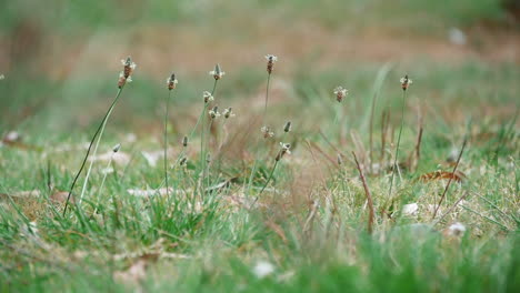 Wild-Plants-In-Meadow-Fields-During-Daytime-At-Kurnell-National-Park-In-New-South-Wales,-Australia