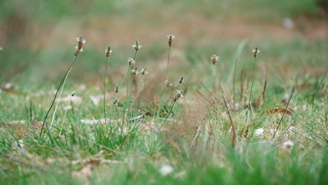 plantas silvestres en campos de pradera durante el día en el parque nacional kurnell en nueva gales del sur, australia