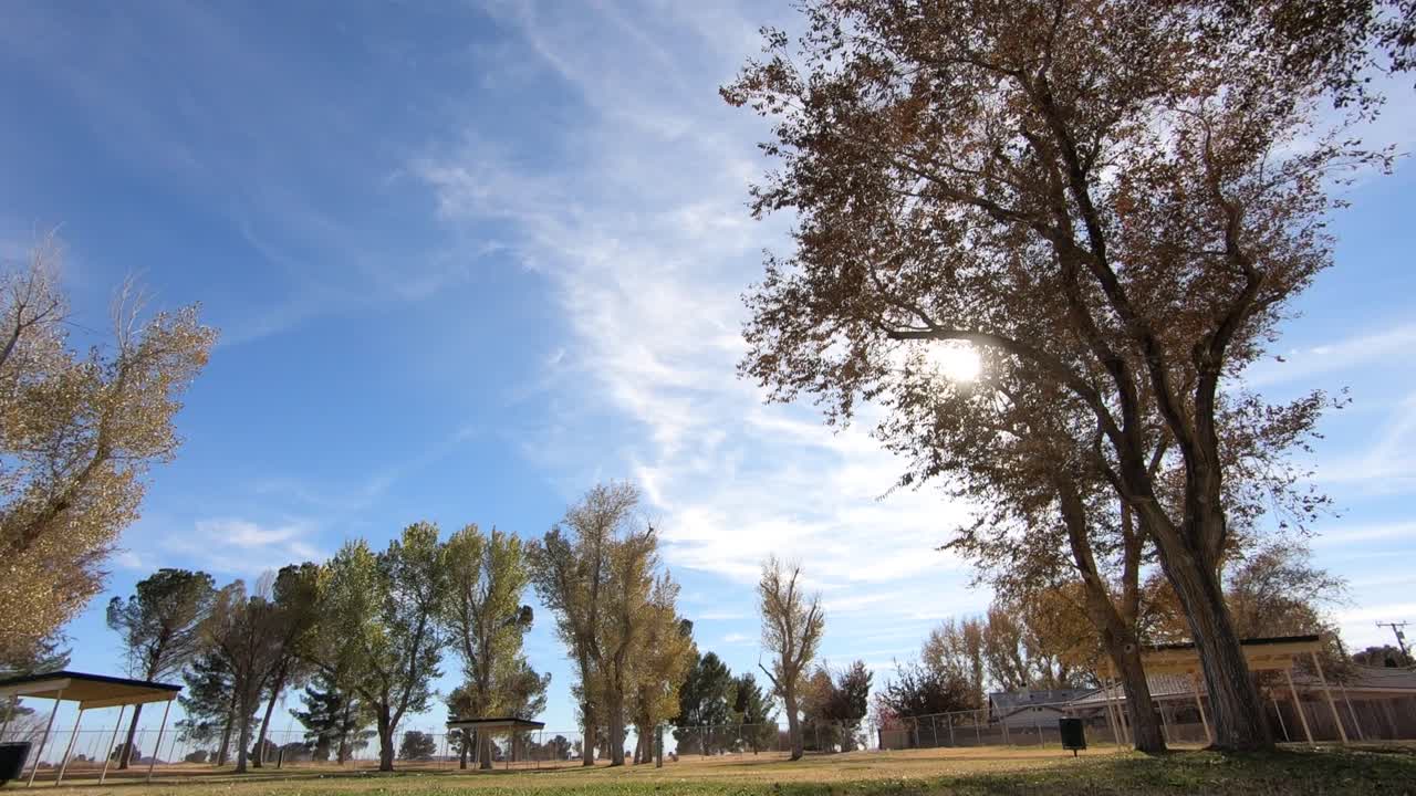 timelapse del sol hundiéndose hacia el horizonte detrás del árbol en el parque con cielo azul