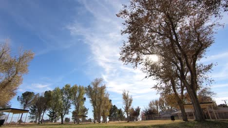 Zeitraffer-Der-Sonne,-Die-In-Richtung-Horizont-Hinter-Baum-Im-Park-Mit-Blauem-Himmel-Sinkt