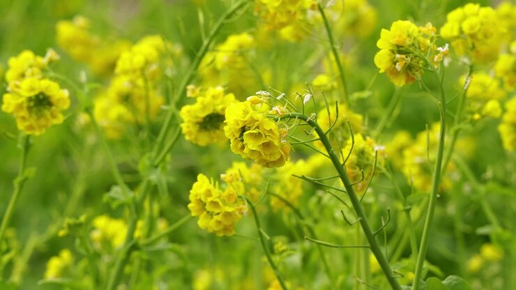 Yellow Rapeseeds Close Up Details