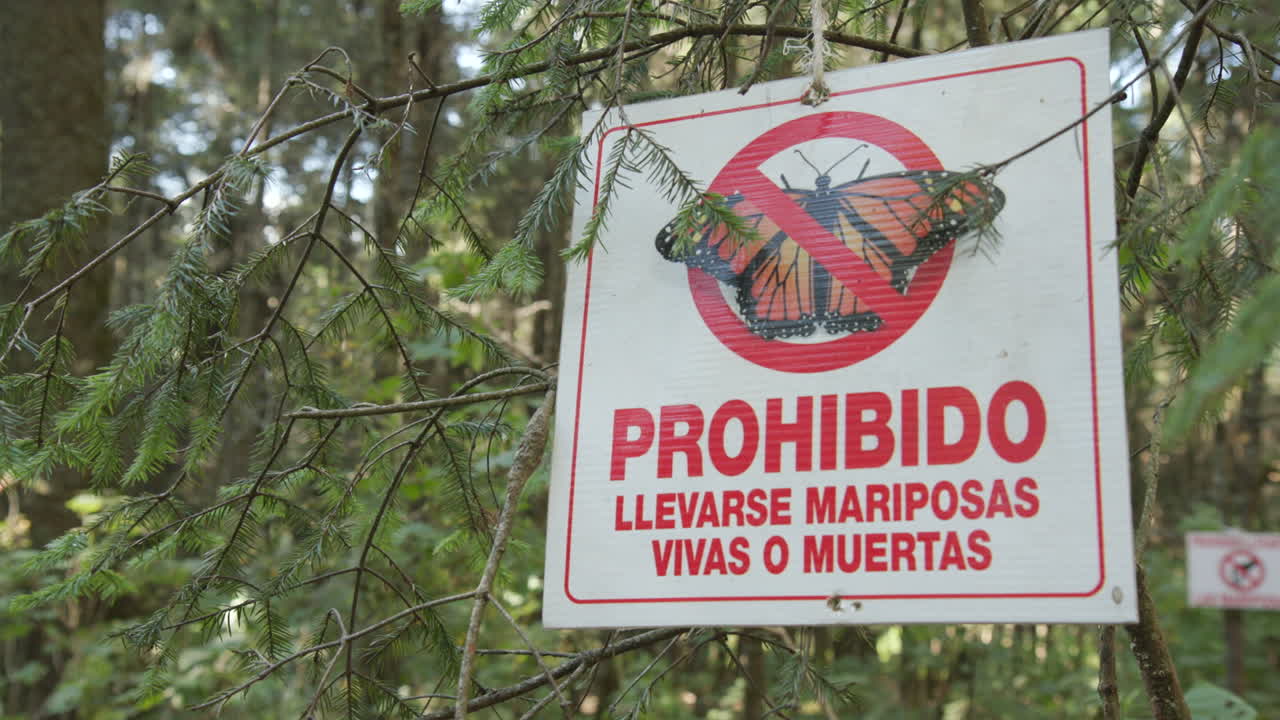un cartel en español pidiendo a los visitantes que no recojan las mariposas monarca en la reserva de la biosfera de la mariposa monarca en méxico