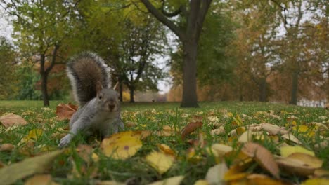 Primer-Plano-A-Nivel-De-Los-Ojos-De-Una-Linda-Ardilla-Hurgando-En-Las-Hojas-De-Otoño