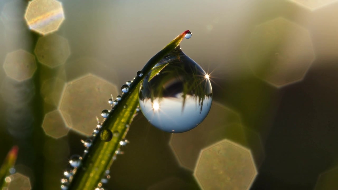 Reagiert auf die Morgensonne im Garten, Grashalm hält Tautropfen an der Spitze, zeigt kleine Perlen