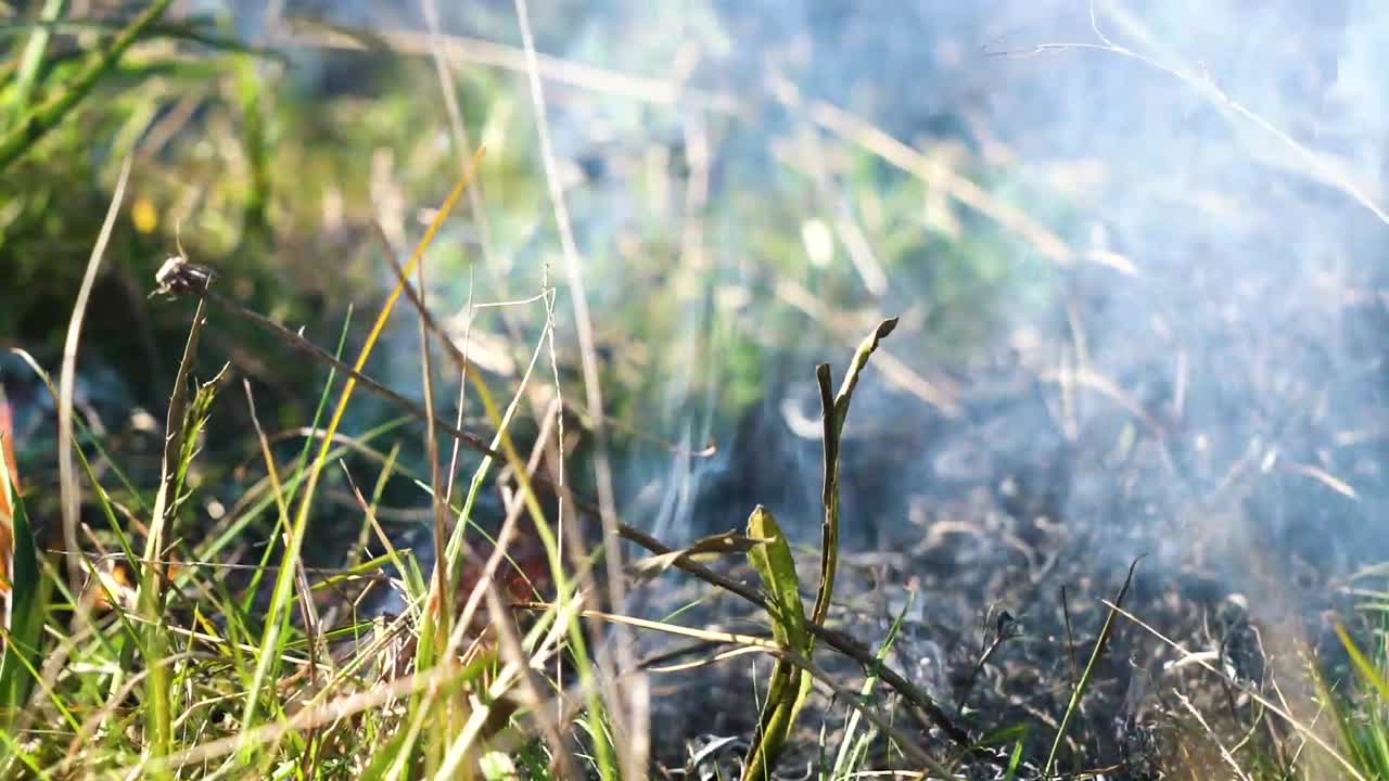 우루과이에서 들판의 불과 연기가 나는 풀과 덤불을 닫습니다.