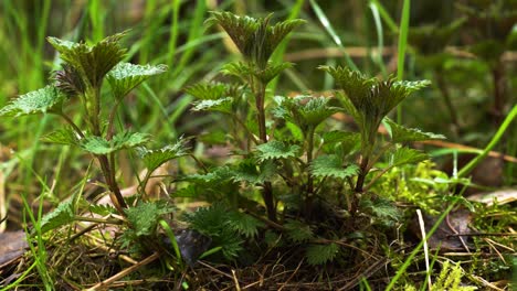 group of young stinging nettles growing in the wild